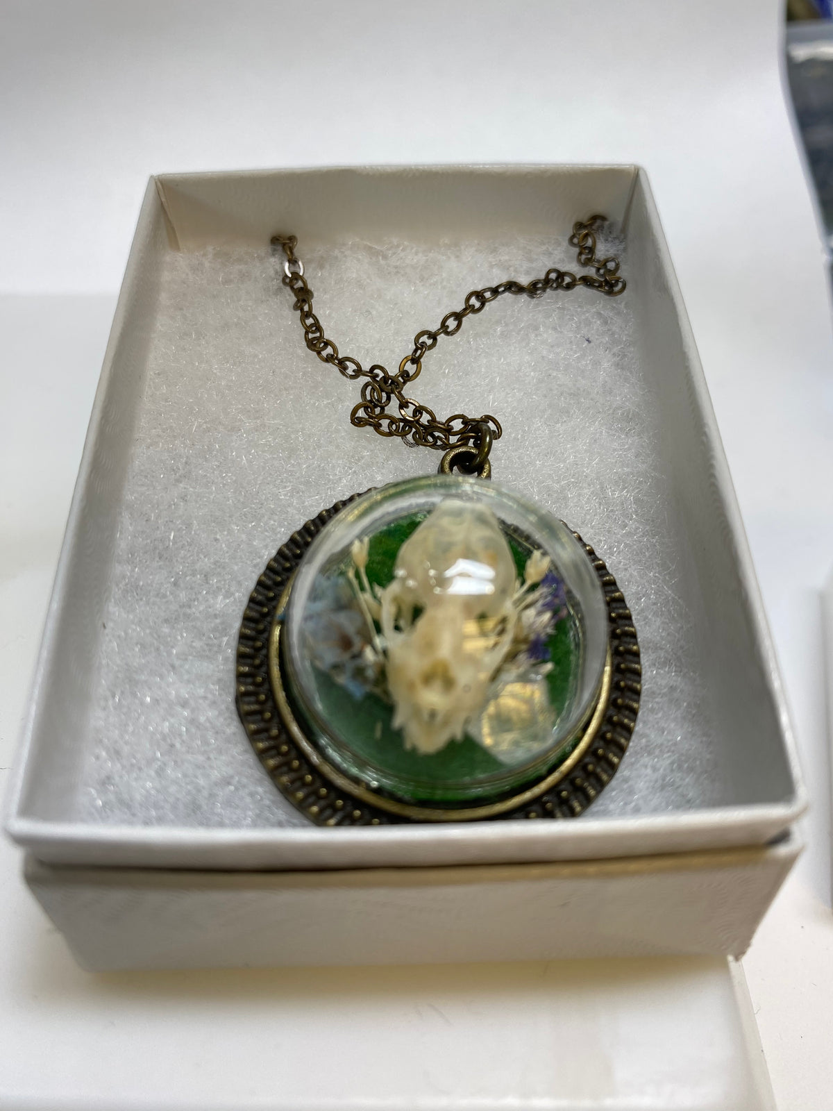 Taxidermy and Curiosities