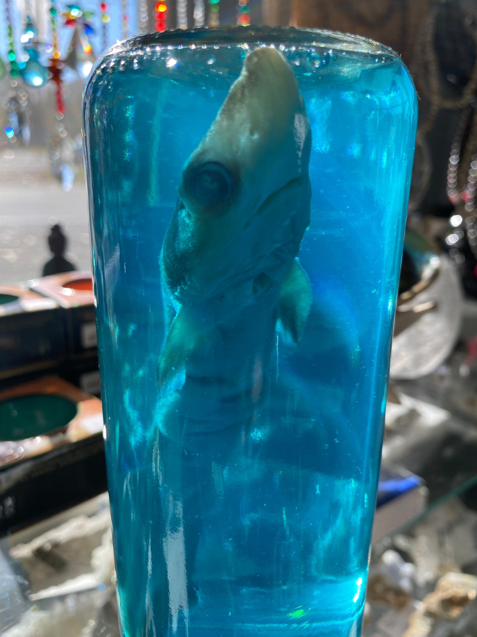 Baby Shark Wet Specimen