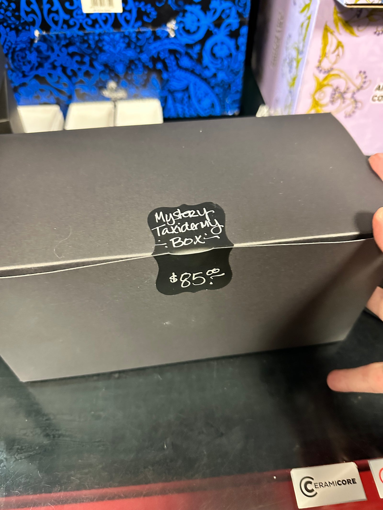 Mystery Taxidermy Boxes! No one knows...
