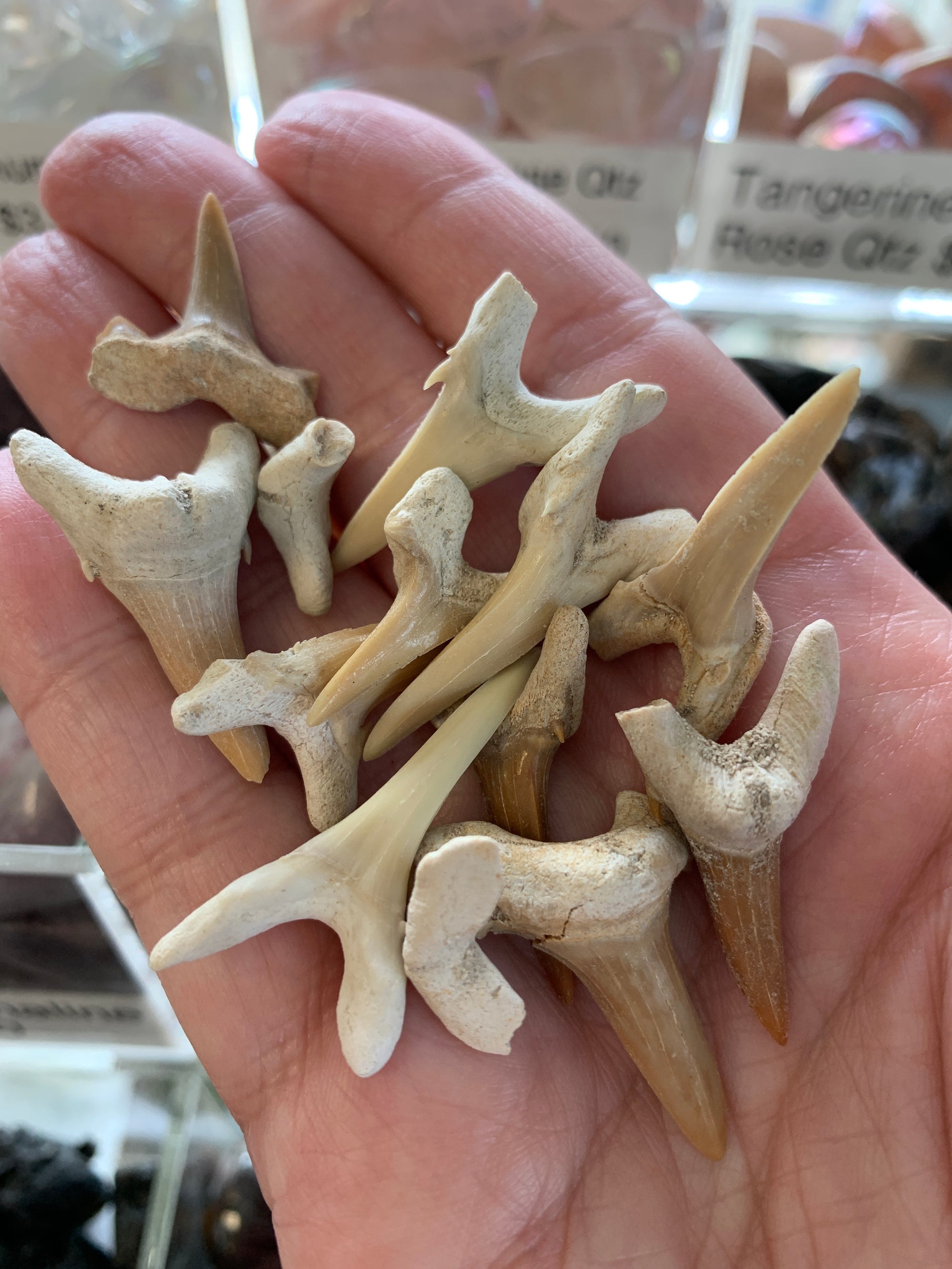 Shark Tooth Natural Gemstone