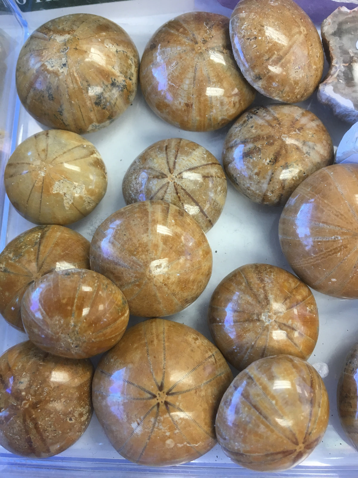 Sea Urchin Fossil