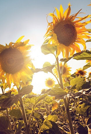 The Flower of Life: Wisdom of Astar by Denise Jarvie - Cast a Stone