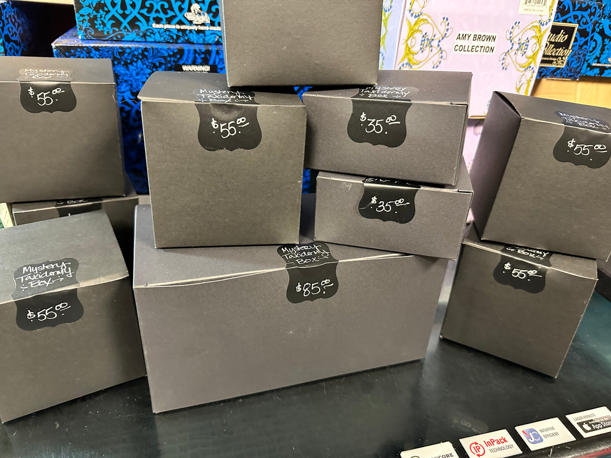 Mystery Taxidermy Boxes! No one knows...