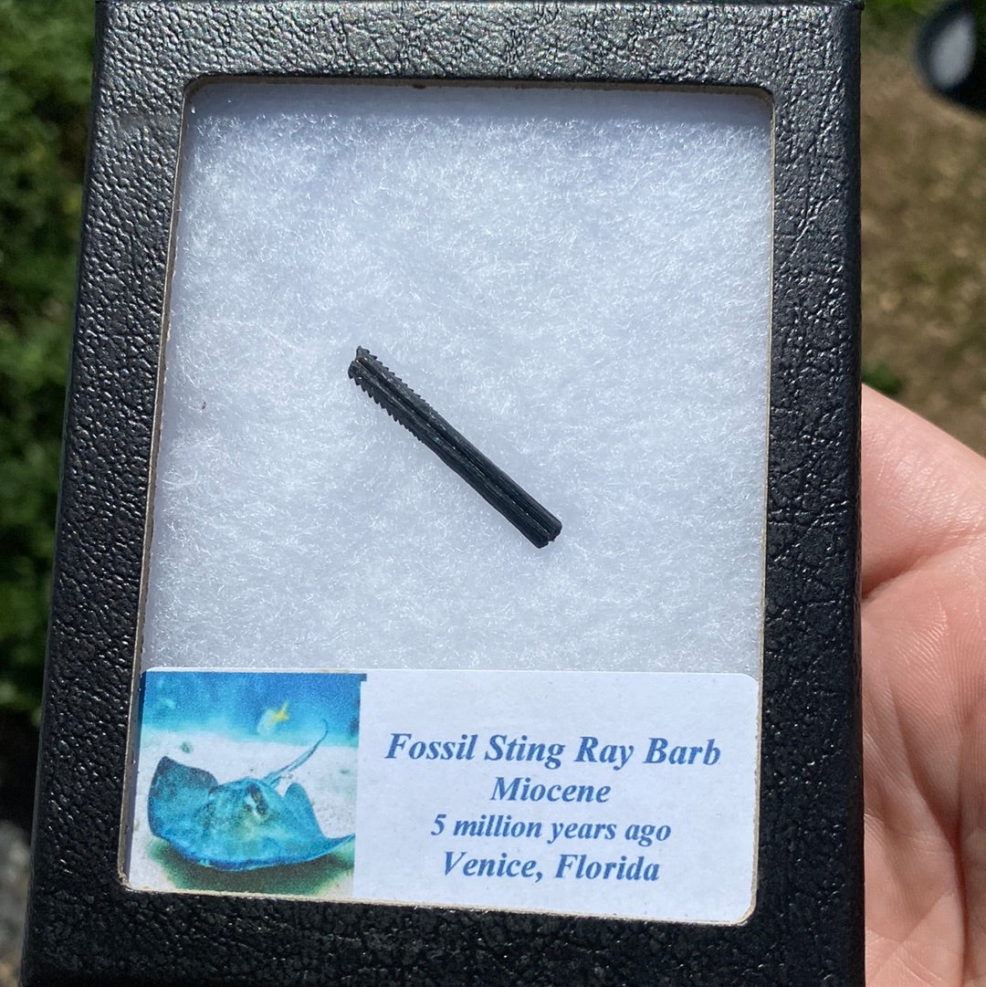 Sting Ray Barb Natural Fossil
