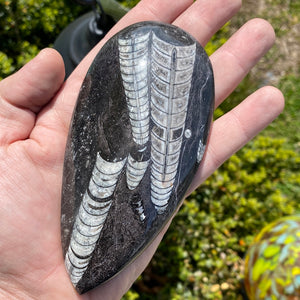 Orthoceras Fossil Single Tumbled Gemstone